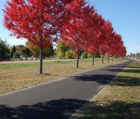 Image of paved Algonquin Trail lined with trees