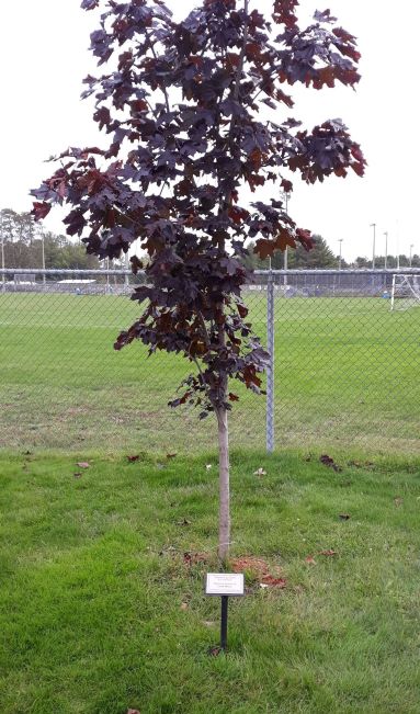 Image of half grown red maple with plaque in front