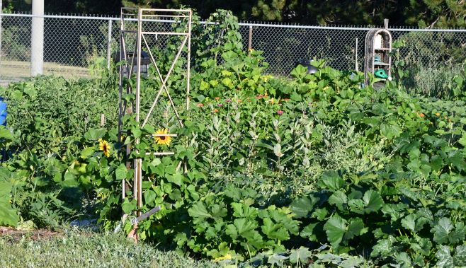 Image of Community Garden