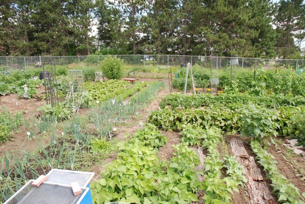 Image of Community Garden