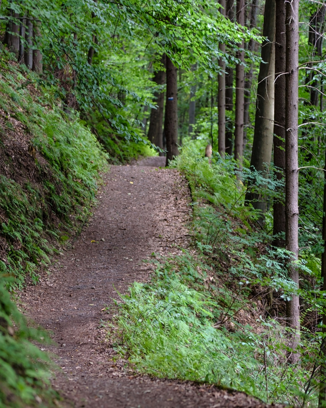 Photo of Hiking Trail