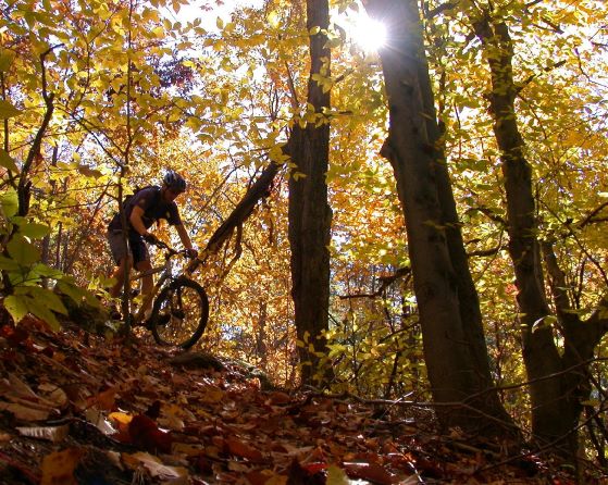 Image of mountain biker in Forest Lea