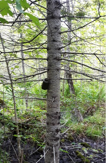 Image of a camoed container hanging from a tree