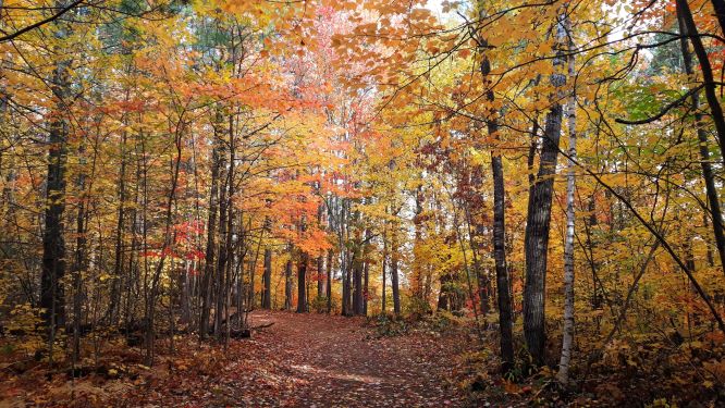 Image of trail through the Terrace on a fall day