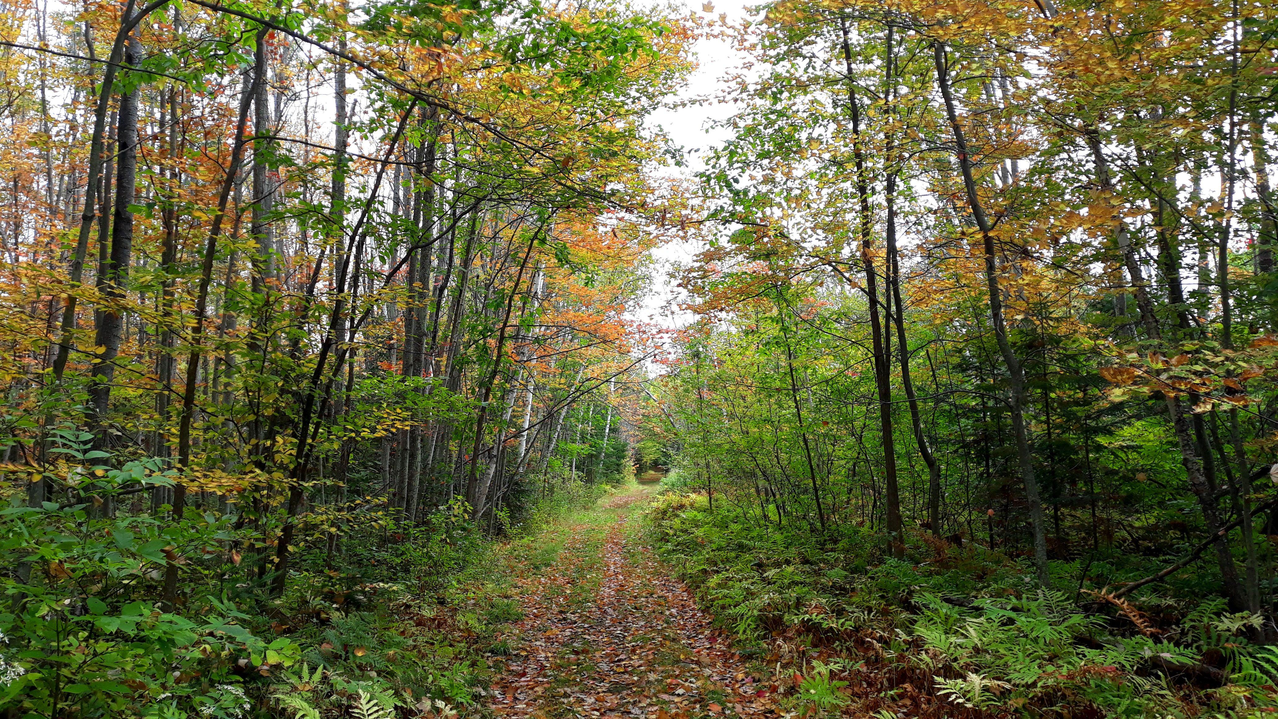 Woodland trail on a fall day